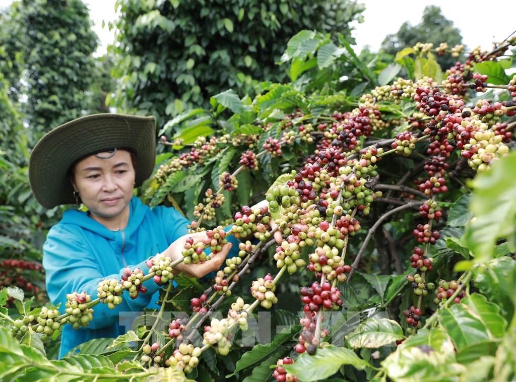 Nói “không” với sản xuất nông nghiệp gây phá rừng - Bài cuối: Tránh hô khẩu hiệu, phải hành động!